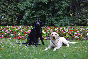 Photo : Deux chiens dans l'herbe, un assis, un couché