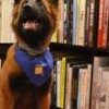 Fondation I See chien chien-guide guide autonomie mobilité aveugle déficience visuelle malvoyant non-voyant chiot profit bénéfice solidarité soutien formation éducation