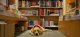 Illustration : Pika, chien-guide beige de 15 mois en formation, couchée dans une des allées de livres chez Filigranes.