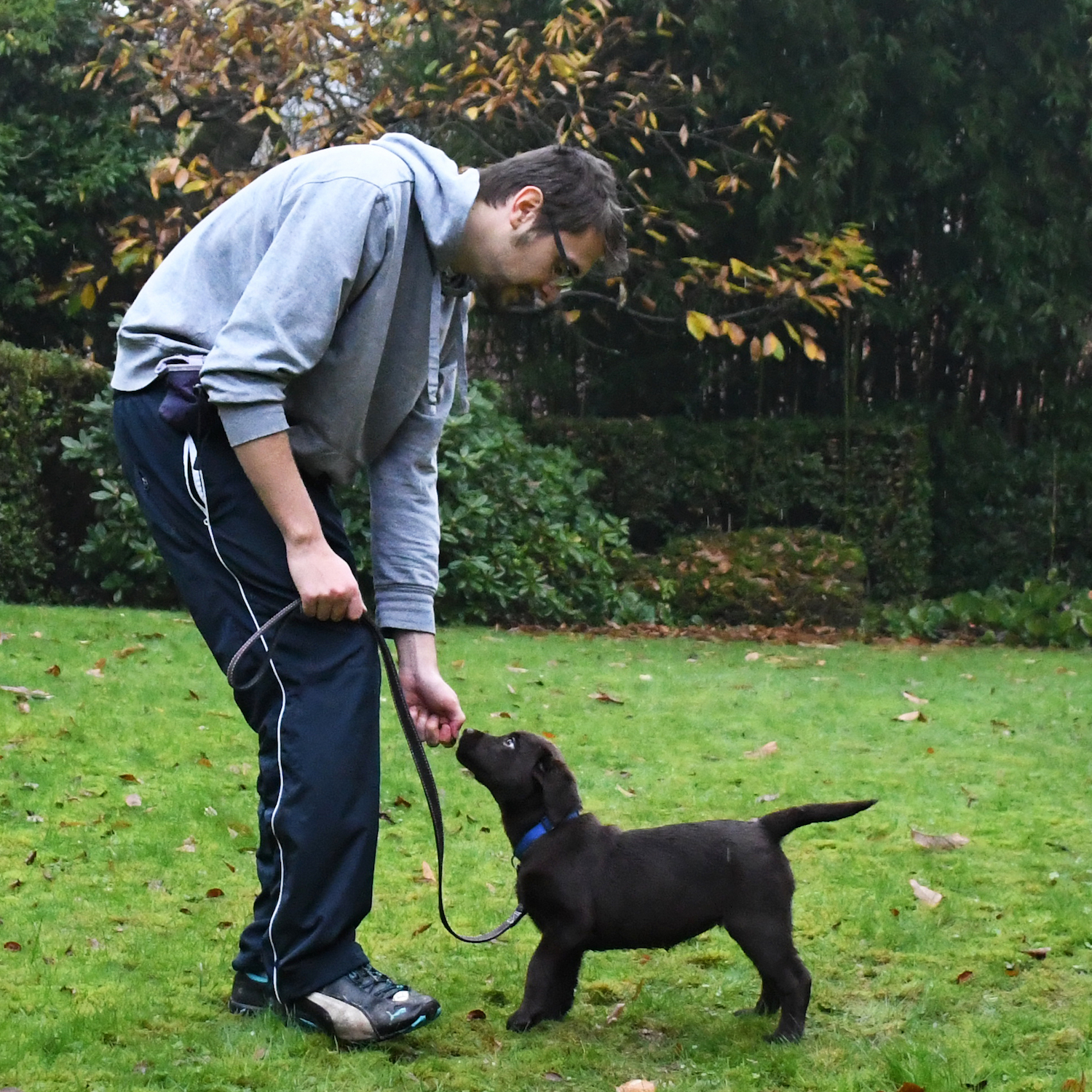 Apprendre à son chiot à marcher en laisse : le guide ultime