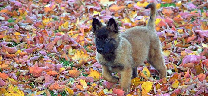 Bienvenue à Oaka - un nouveau chiot pour la Fondation I See