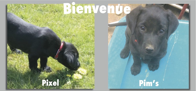 Illustration : deux photos des chiots Pim's et Pixel