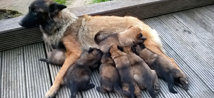 A VENDRE - Chiots Malinois - Tervuren