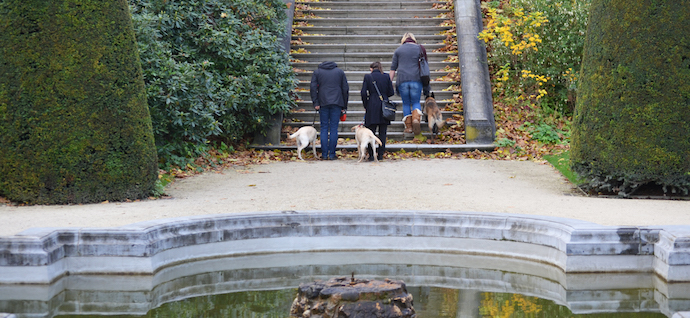 Illustration : trois familles d'accueil montent les escaliers de l'Abbaye de la Cambre avec leur chiots.