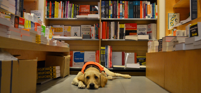 Illustration : Pika, chien-guide beige de 15 mois en formation, couchée dans une des allées de livres chez Filigranes.