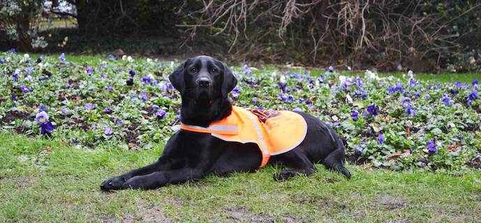 Soutenez les coureurs de l'équipe I See qui relèvent le défi des 10km d'Uccle pour financer la formation de Quartz, futur chien-guide d'aveugle.