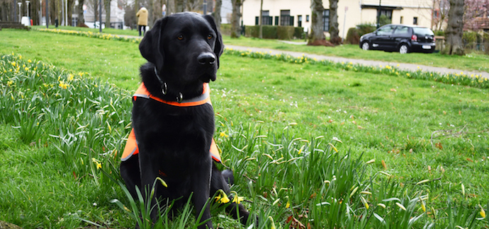 Soutenez les coureurs de l'équipe I See qui relèvent le défi des 10km d'Uccle pour financer la formation de Ramsès, futur chien-guide d'aveugle.