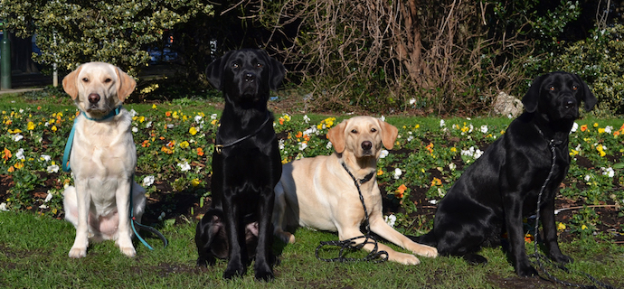 Certains d'entre vous l'auront deviné, notre projet de troupe scoute à destination des chiens-guides était un poisson d'avril. Il nous a été inspiré par des articles « anti chien-guide » que nous avons vu apparaître ces derniers temps sur le net et par les mésaventures d'un utilisateur de chien-guide britannique insulté en rue par des militants de la cause animale. Ceux-ci estiment qu'un chien ne doit pas travailler, mais jouer, courir et se détendre. Ce que ne ferait pas un chien-guide selon eux...