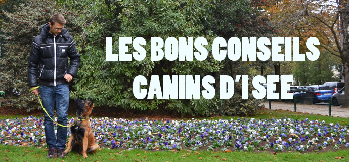 Dans ce conseil canin, nous allons aborder un des comportements indispensables chez le chien-guide, mais également très utiles pour le chien de famille : ne pas passer une porte en premier et en attendre l'autorisation.