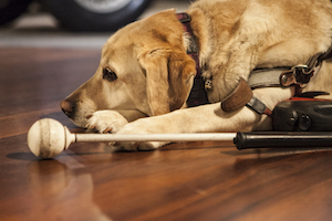 Illustration : un chien-guide est couché, une canne est posée à côté de lui