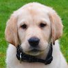 chiot chien famille d'accueil chien guide Fondation I See aveugle déficient visuel malvoyant non-voyant