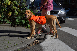 chien-guide chien aveugle Fondation I See éducation déficience visuelle (...)