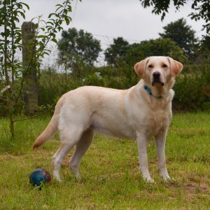 Fondation I See chien chien-guide guide autonomie mobilité aveugle déficience (...)